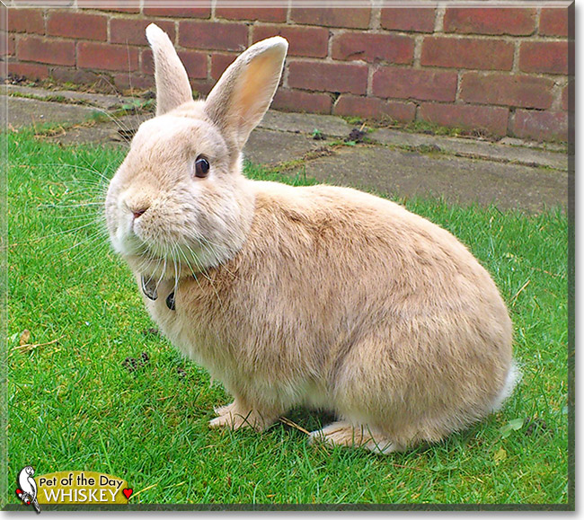 Whiskey, the Pet of the Day