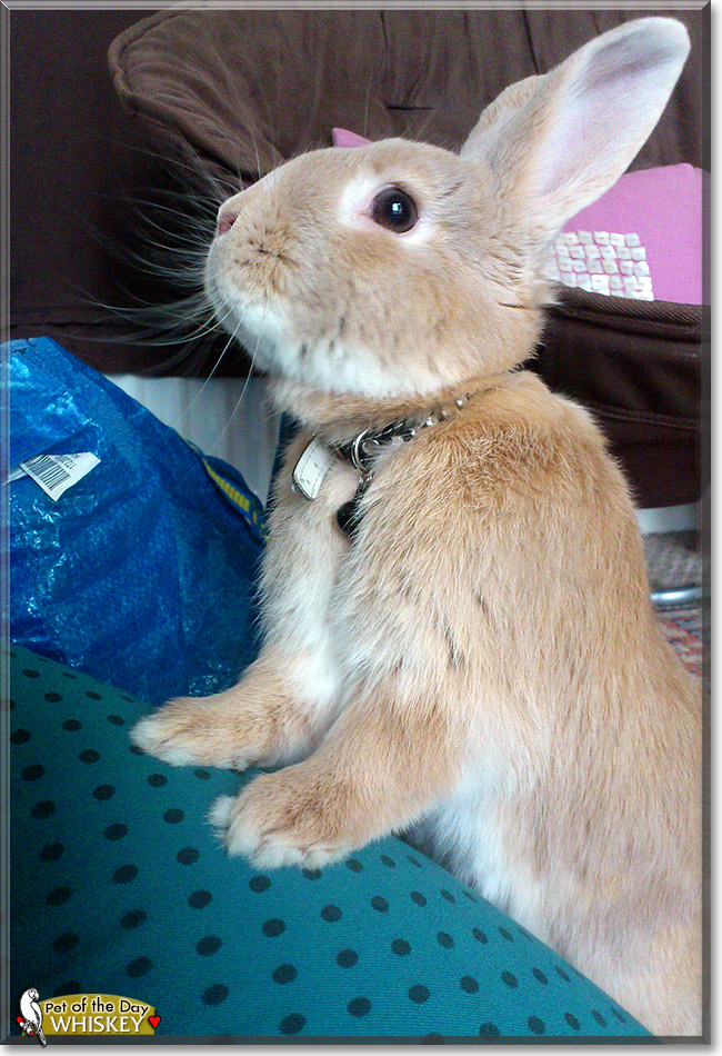 Whiskey, the Pet of the Day Whiskey, the Pet of the Day