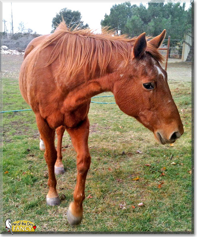 Fancy, the Pet of the Day Fancy, the Pet of the Day