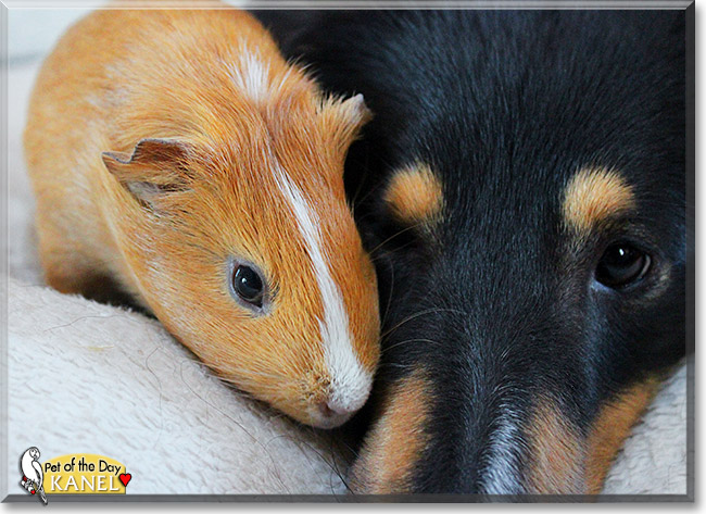Kanel, the Pet of the Day