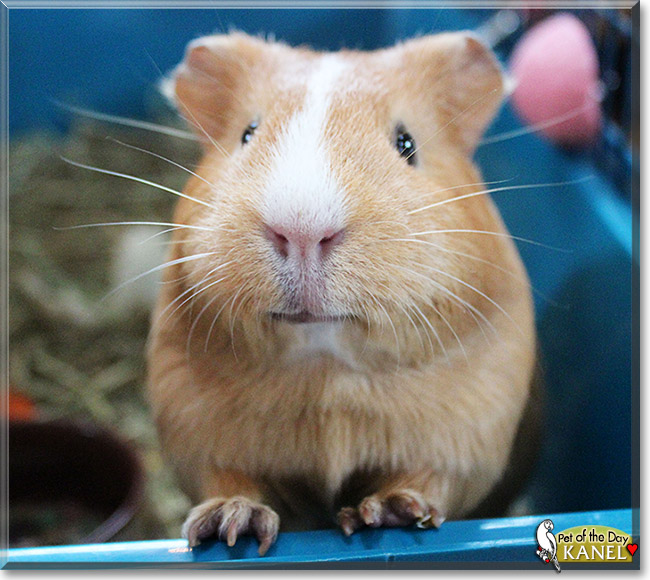 Kanel, the Pet of the Day