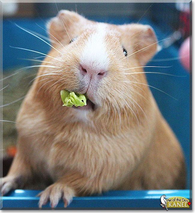 Kanel, the Pet of the Day