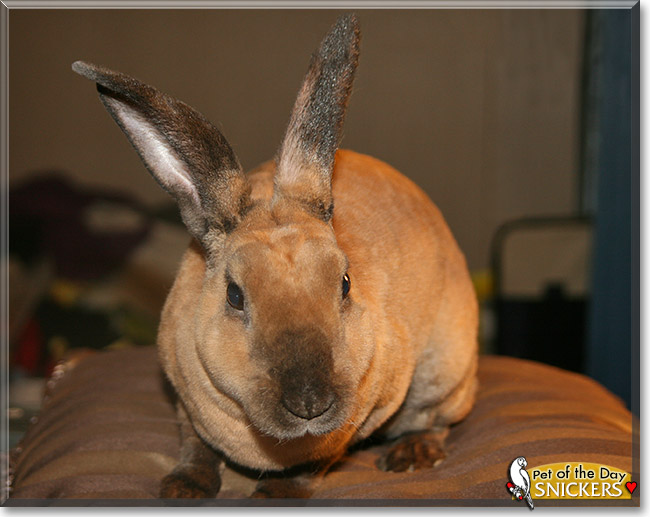 Snickers, the Pet of the Day Snickers, the Pet of the Day