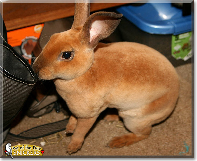Snickers, the Pet of the Day Snickers, the Pet of the Day