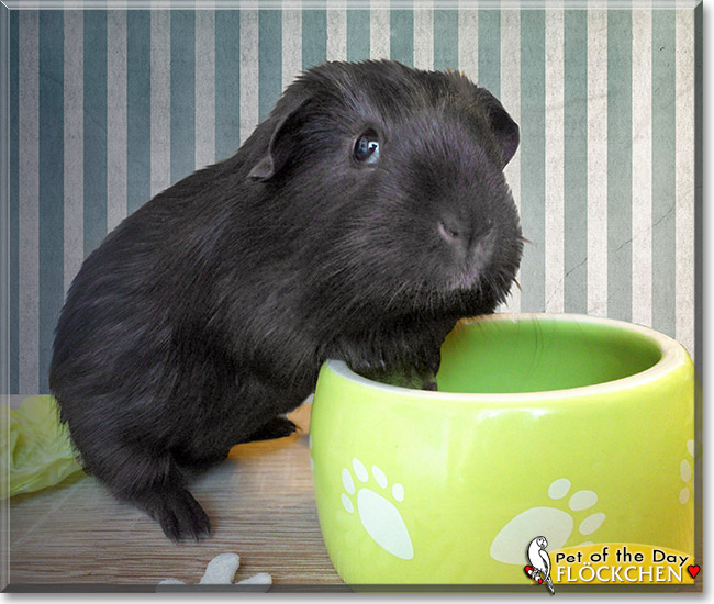 Flöckchen, the Pet of the Day