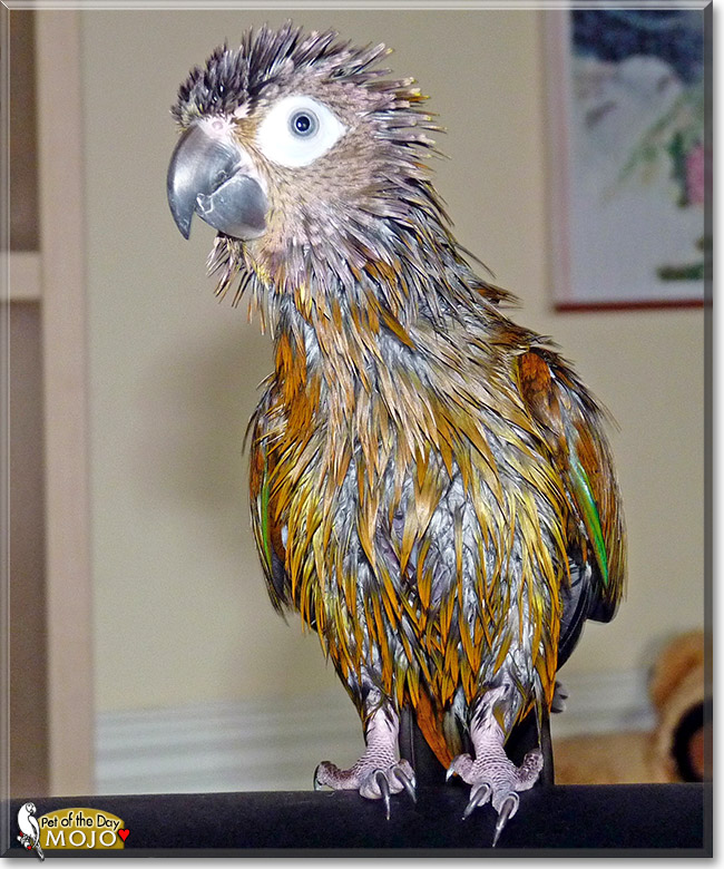 Mojo, the Pet of the Day Mojo, the Pet of the Day