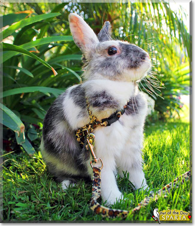Sparta, the Pet of the Day Sparta, the Pet of the Day