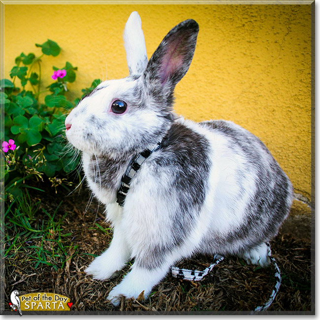 Sparta, the Pet of the Day Sparta, the Pet of the Day