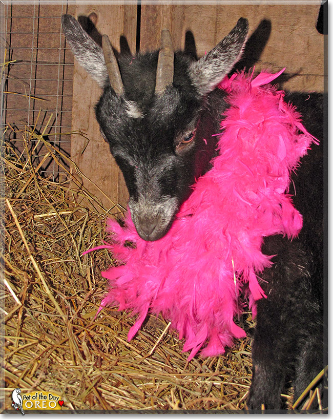 Oreo, the Pet of the Day Oreo, the Pet of the Day