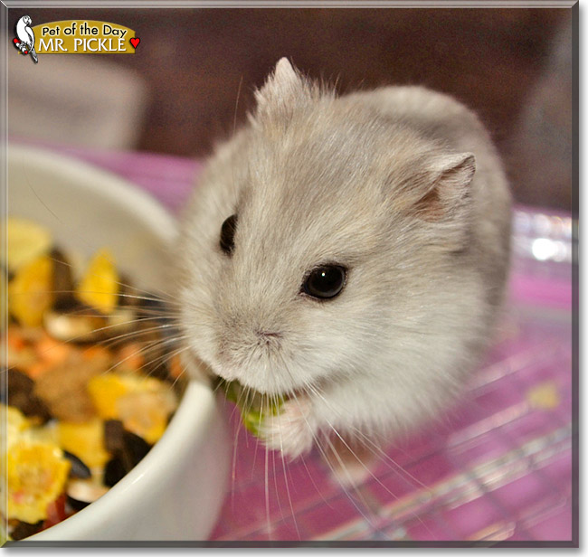 Mr. Pickle, the Pet of the Day Mr. Pickle, the Pet of the Day