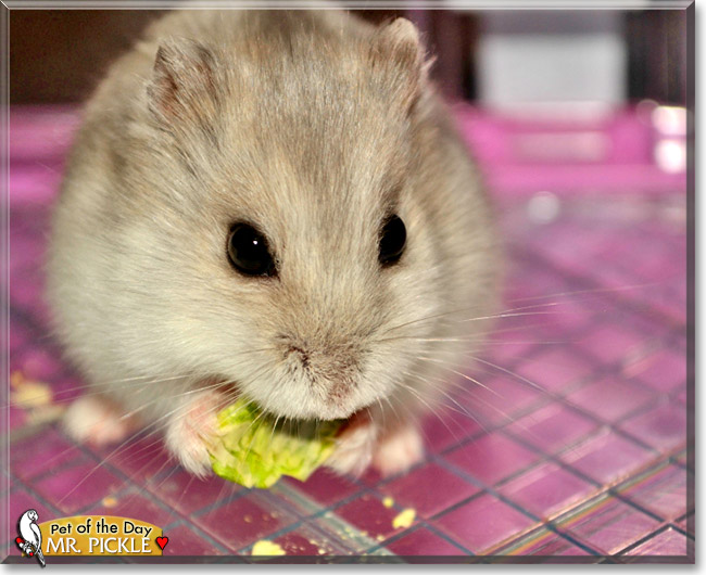Mr. Pickle, the Pet of the Day Mr. Pickle, the Pet of the Day