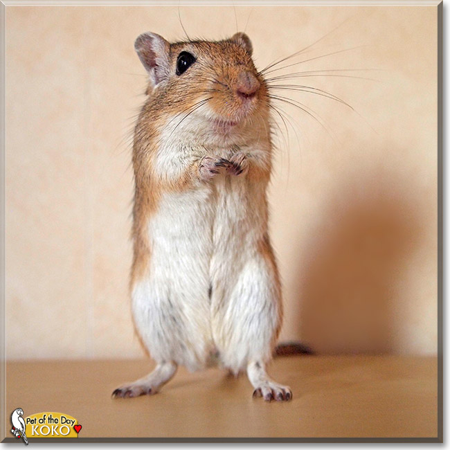 Koko, the Pet of the Day Koko, the Pet of the Day