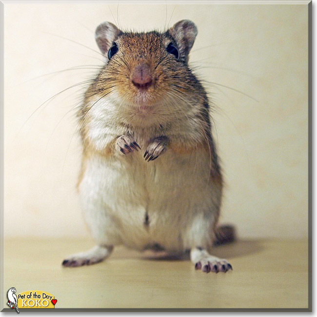 Koko, the Pet of the Day Koko, the Pet of the Day