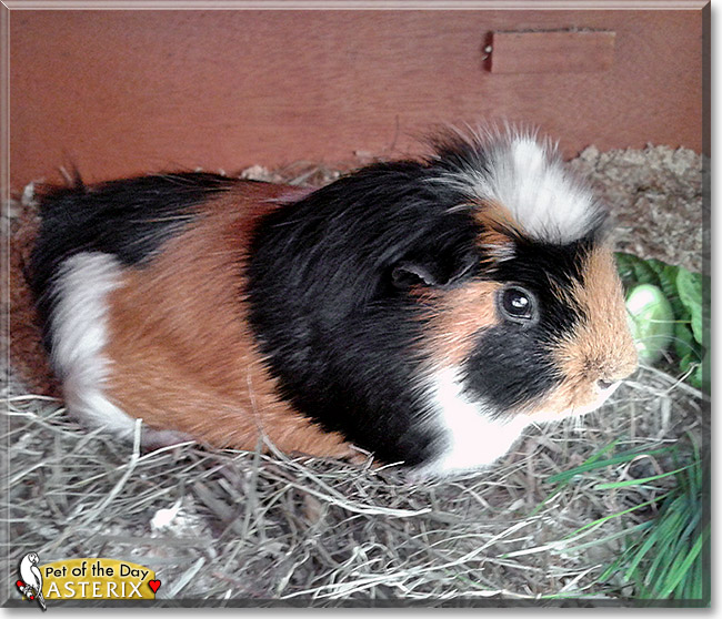 Asterix, the Pet of the Day Asterix, the Pet of the Day