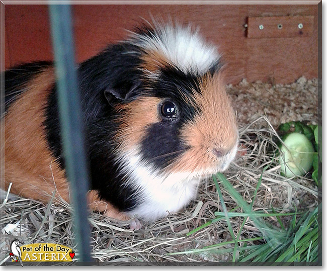 Asterix, the Pet of the Day Asterix, the Pet of the Day