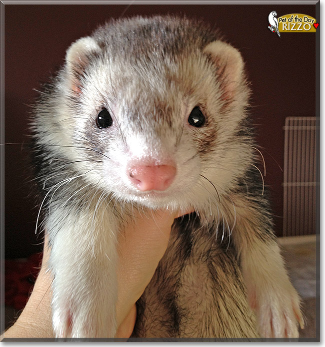 Rizzo, the Pet of the Day Rizzo, the Pet of the Day
