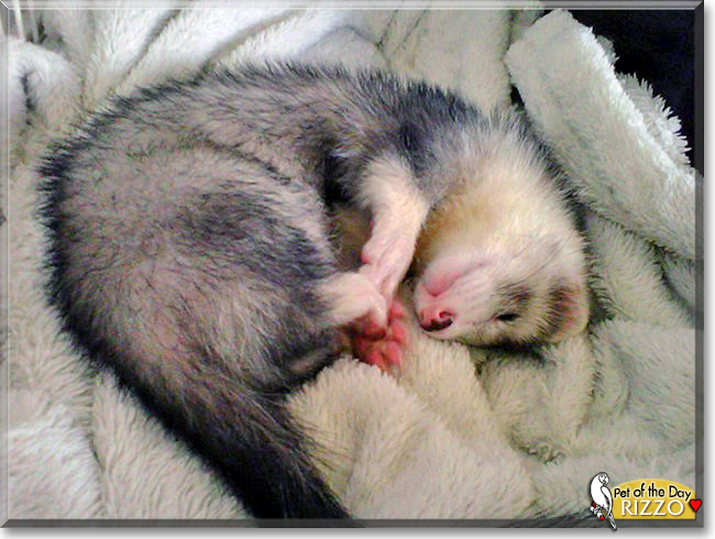 Rizzo, the Pet of the Day Rizzo, the Pet of the Day