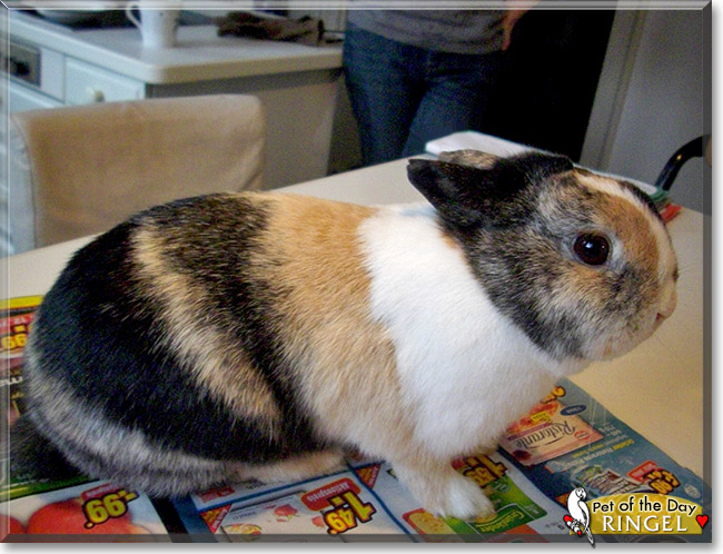Ringel, the Pet of the Day Ringel, the Pet of the Day