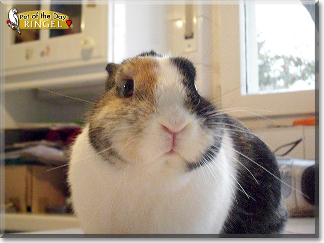 Ringel, the Pet of the Day Ringel, the Pet of the Day