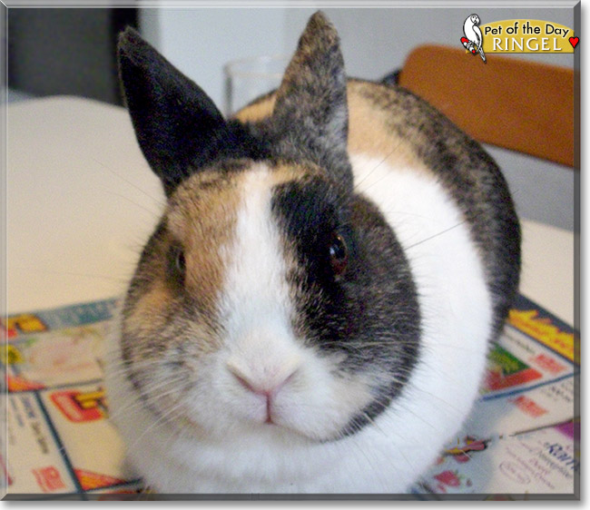 Ringel, the Pet of the Day Ringel, the Pet of the Day