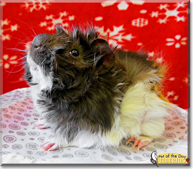 Tiberius, the Pet of the Day Tiberius, the Pet of the Day
