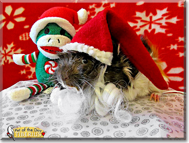 Tiberius, the Pet of the Day Tiberius, the Pet of the Day