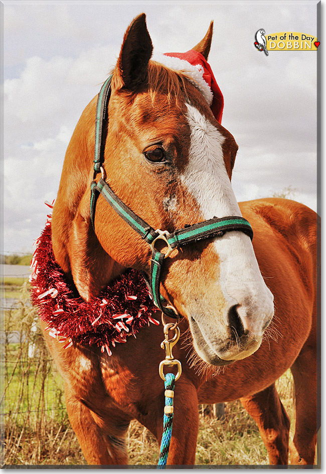 Dobbin, the Pet of the Day Dobbin, the Pet of the Day