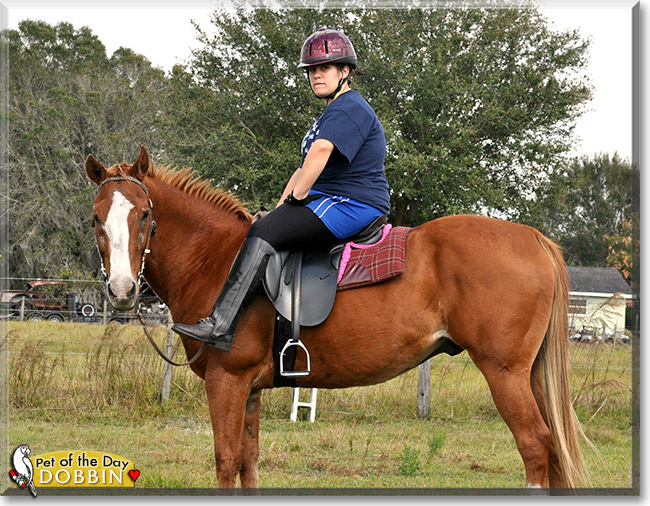 Dobbin, the Pet of the Day Dobbin, the Pet of the Day