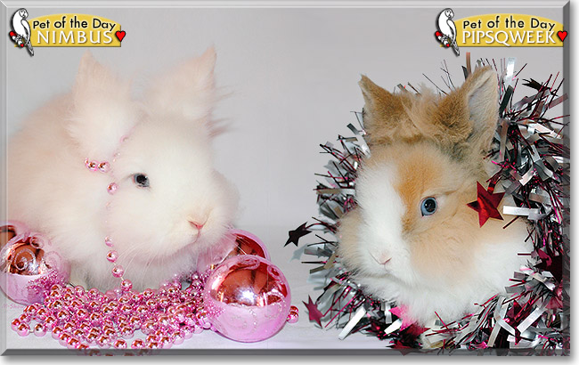 Nimbus, Pipsqweek, the Pet of the Day Nimbus, Pipsqweek, the Pet of the Day