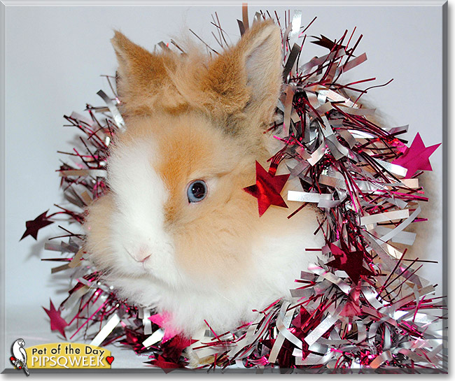 Nimbus, Pipsqweek, the Pet of the Day Nimbus, Pipsqweek, the Pet of the Day