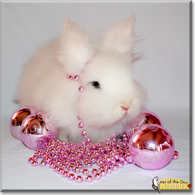 Nimbus, Pipsqweek, the Pet of the Day Nimbus, Pipsqweek, the Pet of the Day