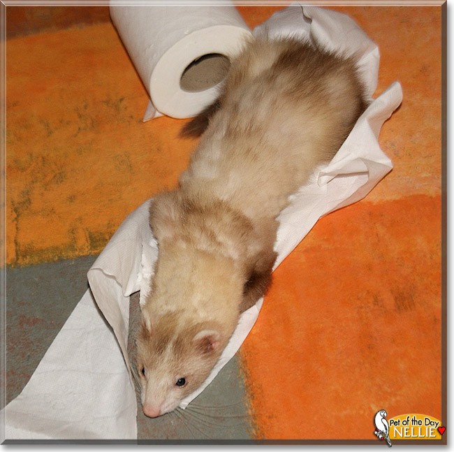 Nellie, the Pet of the Day Nellie, the Pet of the Day