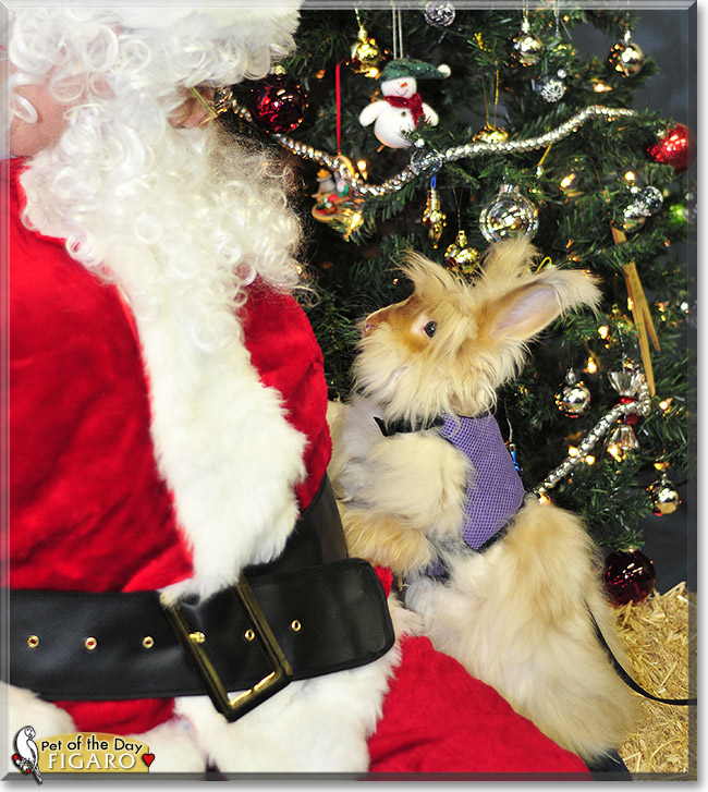 Figaro, the Pet of the Day Figaro, the Pet of the Day