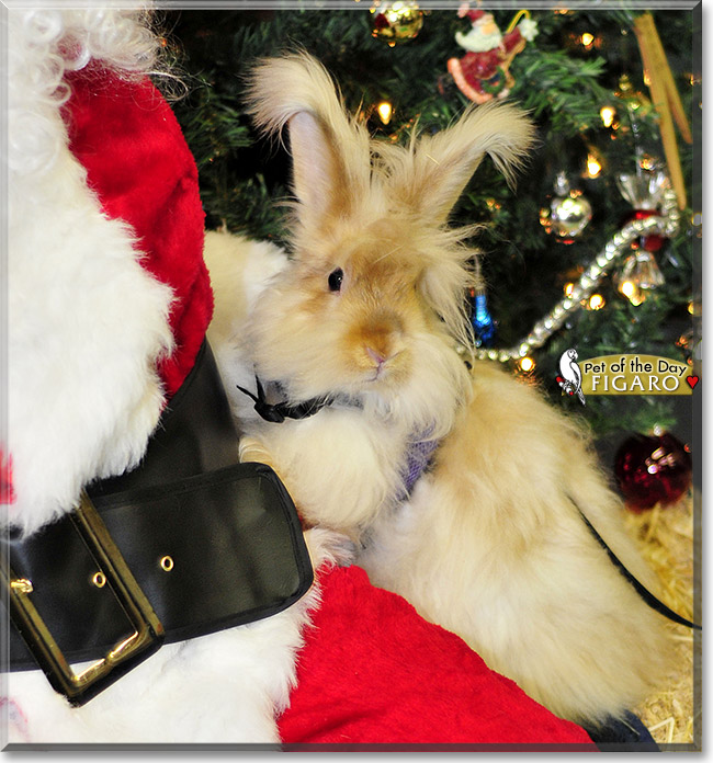 Figaro, the Pet of the Day Figaro, the Pet of the Day