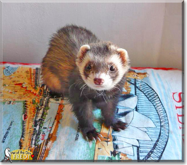 Fredi, the Pet of the Day Fredi, the Pet of the Day