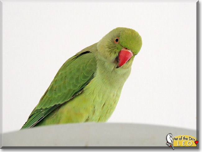 Leo, the Pet of the Day