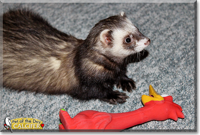 Calcifer, the Pet of the Day Calcifer, the Pet of the Day