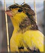 Grammy the Gloster Canary