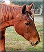 Fancy the Horse