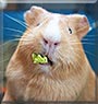 Kanel the Guinea Pig