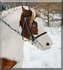 Mickey the Shetland Pony