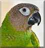 Mojo the Dusky Headed conure