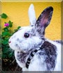 Sparta the Lilac, Dutch Rabbit