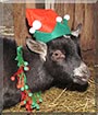 Oreo the Pygmy Goat