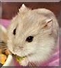 Mr. Pickle the Siberian Dwarf Hamster