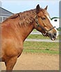 Flora the Belgian Draft Horse