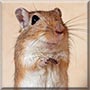 Koko the Mongolian Gerbil