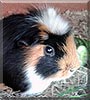 Asterix the Guinea Pig