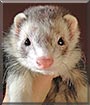 Rizzo the Ferret
