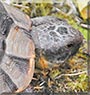 Timo the Moroccan Tortoise